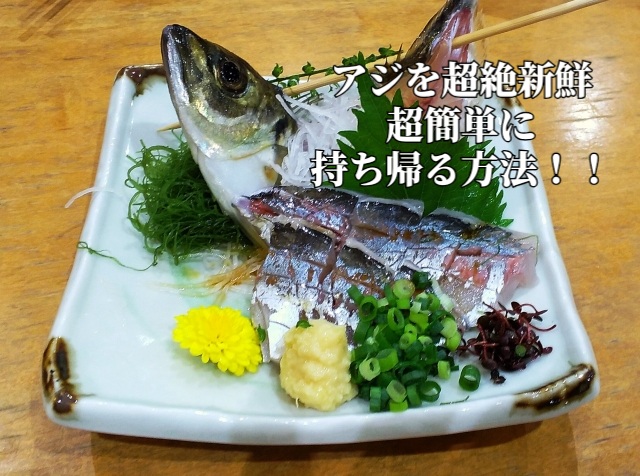 釣った鯵の正しい締め方と新鮮に持ち帰る方法 趣味に生きる